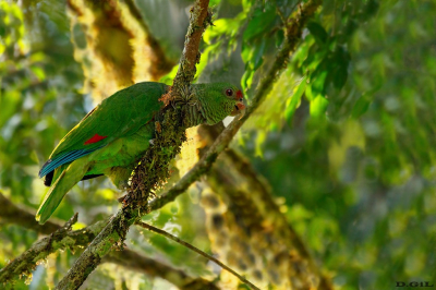 PAPAGAIO DE PEITO ROXO (Amazona vinacea)